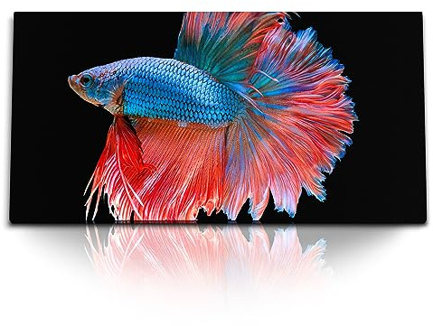 Paul Sinus Kunstdruck Bilder 120x60cm Kampffisch Aquarienfisch Tierfotografie schwarzer Hintergrund