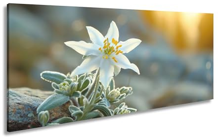 Leinwandbild Edelweiß im ersten Sonnenlicht des Morgengrauens Panorama 60x30cm XXL Kunstdruck Bild auf Keilrahmen/Wandbild/Wohnzimmer Dekoration