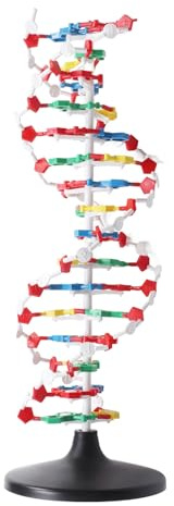 Qudinip DNA-Strukturmodell, Plastisches Pädagogisches DNA-Doppelhelix-Modell, Lehrmittel für den Biologieunterricht an Gymnasien und Universitäten
