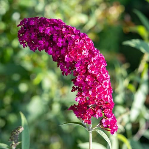 GreenboutiQ - Schmetterlingsflieder Winterhart - Buddleja davidii Royal Red - Blume Rot - 1 Pflanze - Laubabwerfend - Schmetterlingsanziehend - Topf 17cm Höhe 25cm