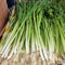 semi di porro resistente, Allium porrum, giardino erbe aromatiche da interno, serra, balcone ortaggi tappezzanti resistenti bonsai per 500pcs