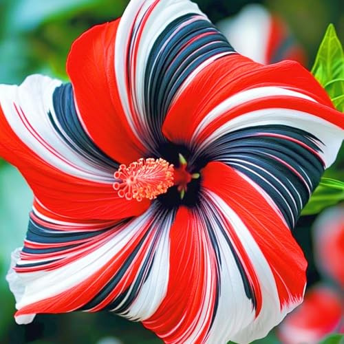 -Ideale Hibiscus-Nachhaltige Geschenke-Schnell-Wachsend-Sehr Exklusiv-Super Kollektion-1zwiebeln-f