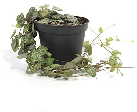 Ceropegia woodi Plante d'intérieur suspendue en pot de 8 cm de long 15 cm de long