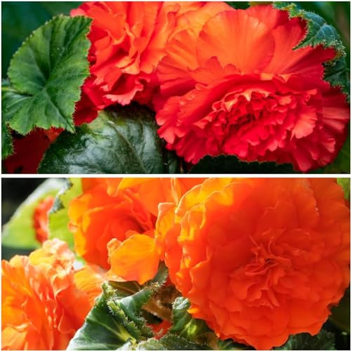 Orange & Rot Begonien Fimbriata Kollektion, Mischung von 5 Knollen aus Holland, echte große Begonien Pflanzen (keine Samen und nicht künstlich), mehrjährig für Töpfe und Balkone, nicht winterhart