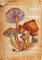 Bunte Vintage-Buchdrucke Pilz Botanisches Poster Wörterbuch Kunstdruck Leinwand Malerei Shrooms Poster Wand Kunst Home Decor A4 21X30Cm Kein Rahmen