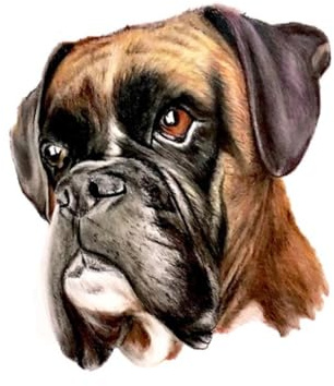 Lustig Boxer Hund Aufkleber, Wasserfest, Reflektierend, für Auto, Laptop, Kühlschrank, Stoßstange, Fenster und Heim-Dekoration (18cm/7.1 Inch)