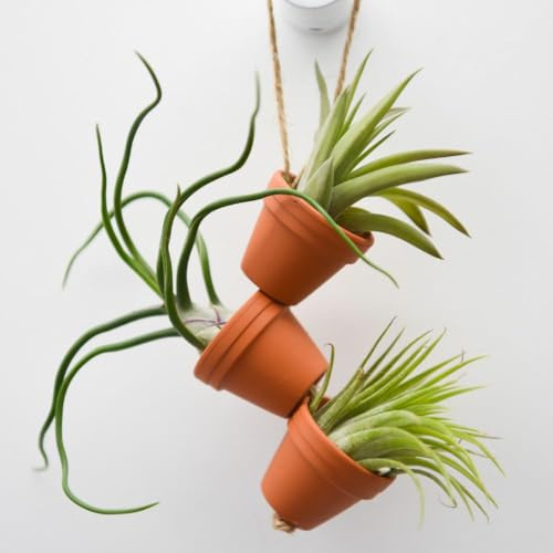 Thompson & Morgan Air Plant Mini Pots on Rope x 6 - Unique Hanging Tillandsia Display, No Soil Required, Ideal for Bathrooms & Bright Windowsills
