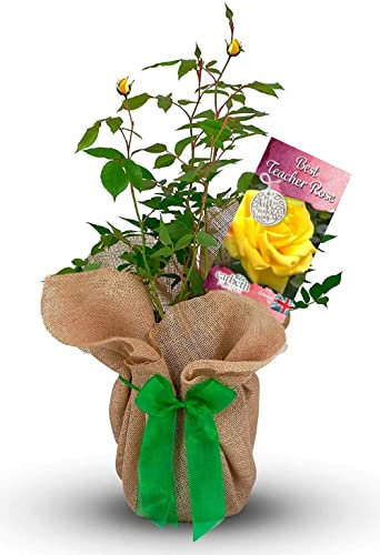 Best Teacher Rose Bush - Gift Wrapped Rose Bush - Grown in a 3Litre Pot - Ready to Plant (1 Plant)