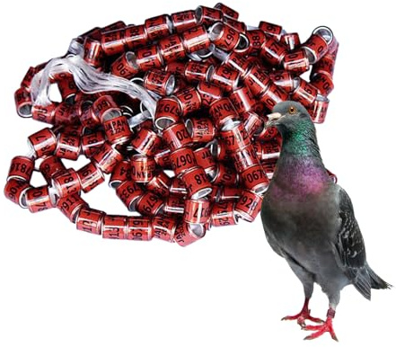 Anelli di identificazione dei piccioni, anelli per piccioni, colori vivaci Dimensioni Pegeon per casetta per uccelli facili da distinguere