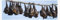 1x 3D Lesezeichen Fledermäuse 15x5cm Tiere Vampir Wackelbild Wackelkarte Buchzeichen Bookmark Bücher Buch
