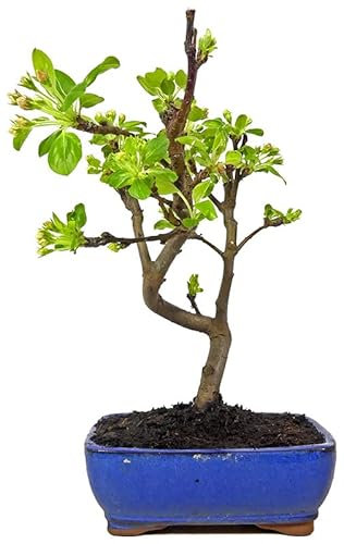 DECOALIVE Bonsái Natural de Manzano con Maceta de Cerámica Ornamental Malus, 8436606539057