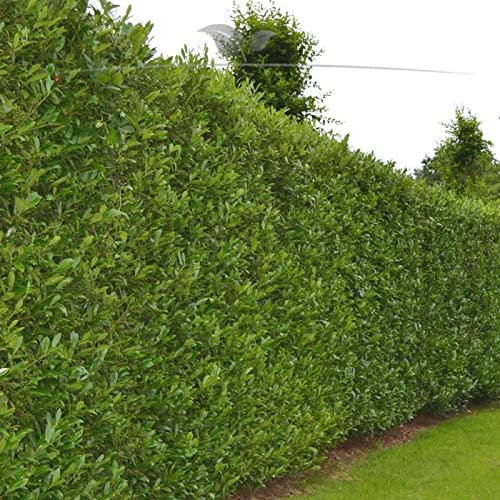 Gardline - Kirschlorbeer Caucasica 100-120 cm IM TOPF. 3-200 Pflanzen. Kirschlorbeer Hecke - 135 St. (ca. 49 Meter)