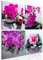 B&D XXL - Wandbilder XXL Blumen Orchidee 40x40cm 4 Teilig je 20x20 Vlies Leinwandbild Kunstdruck Wanbilder Wanddekoration Leinwandbilder Wohnzimmer Wand Bild - Natur Feng Shui Zen p-B-10002-b-a