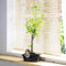1 Ginkgo Biloba Bonsai @ Vaso in ceramica per interni casa pianta realistica decorazione per la casa