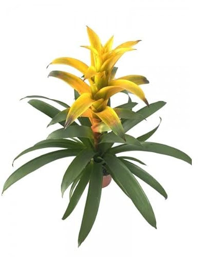 Planta Natural Guzmania Flor del Incienso Flor Color Amarillo