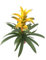 Planta Natural Guzmania Flor del Incienso Flor Color Amarillo