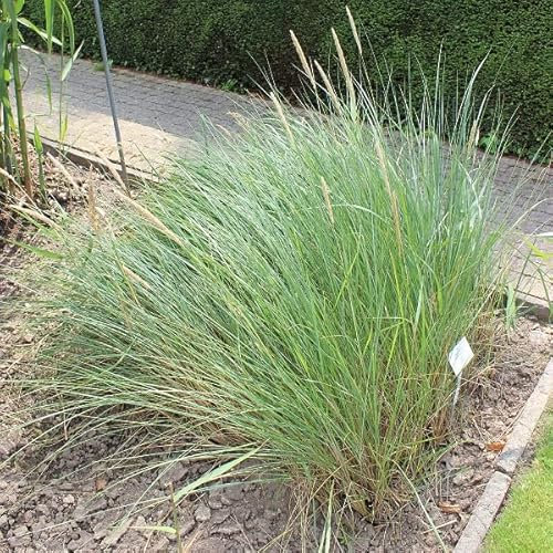 6x Strandhafer - Ammophila arenaria - Topf 9x9cm