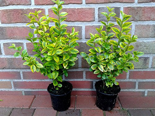 Goldliguster 40-50 cm, 10 Stück, Ligustrum ovalifolium Aureum