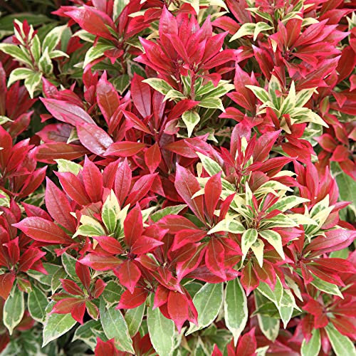 Pieris Japonica Carnaval | Garden Plants Ready to Plant | Evergreen Outdoor Spring Flowering Shrubs for The Garden in 1L Pots