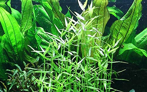 AquaOne Aquarium Pflanze Murdannia keisak I Wasserpflanze Aquariumpflanze Stängelpflanze voll durchwurzelt einfach pflegeleicht Aquascaping Dekoration