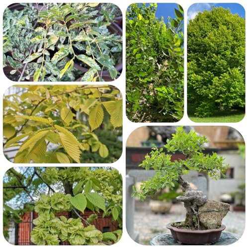 ulme bonsai samen grünpflanzen, gartendeko für draußen ulme baum zimmerbonsai bonsai minigarten, bonsai baum echt bonsaibaum, pflanzen züchten pflanzen samen, bäume pflanzen 200pcs