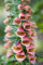 6 X Large Healthy FoxglovePolka DOT Polly Plug Plants