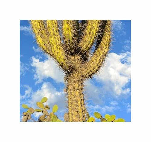 Stk - 5x Browningia viridis Kaktus essbare Früchte Marmelade Pflanzen - Samen ID1741 - Seeds & Plants Shop by Ipsa