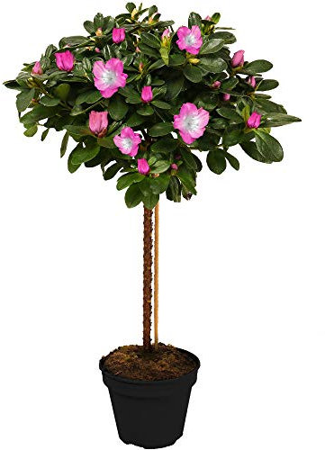 Arbre Azalée Japonica | Arbres pour Petits Jardins Bordure Patio Plante en Pot | 2-3ft