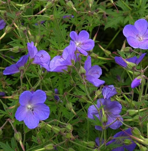 Pracht Storchschnabel Blue Blood - Geranium magnificum - lebende Gartenpflanze aus den Baumschulen