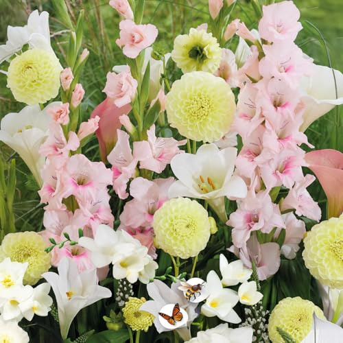 Bulbi da Fiore | Bulbi provenienti dai migliori produttori Olandesi | Esclusiva selezione e controllo qualità | Fioritura garantita. (15 Bulbi RESPECT NATURE SOFT TONES Dalie Gigli Gladioli & Fresie)