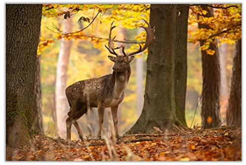 Wallario Küchenrückwand selbstklebend 90 x 60 cm, Motiv: Damhirsch im Herbstwald | Spritzschutz abwischbar & pflegeleicht