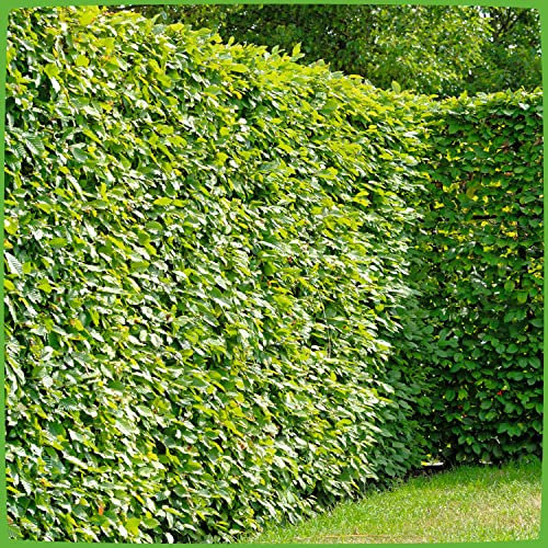 Weißbuche in verschiedenen Liefergrößen (175-200cm)