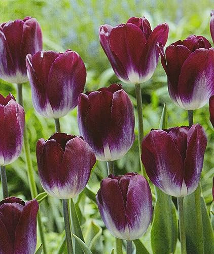 Tulpen Kansas Proud Tulpenzwiebeln (20 Blumenzwiebeln)