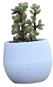 FUNOMOCYA Mini Harztopf Rund Weiß Sukkulenten-töpfe Blumentopf Pflanzentopf Einfarbig Für Heim Und Büro Dekoration Fensterbank Bürotisch Kakteen Kleine Topfpflanzen