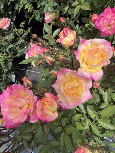 Masquerade - Climbing Rose - Yellow to Red Blooms - - 4L Potted