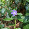 Pianta vera di Vinca major - Diametro Vaso Ø 14 cm