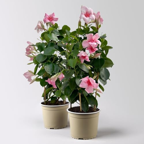 Dipladenie 'Pink Blush' rosa, gefüllt, Doppelbogen, Topf-Ø 14 cm, 2 Pflanzen
