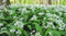 AGLIO ORSINO NR.100 SEMI