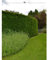 Gemeine Heimische Eibe Taxus baccata 200-225 cm. 8 Heckenpflanzen. Eibenhecke