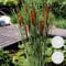 Bloomique - 6er Set - Typha Latifolia - Breitblättriger Rohrkolben - Teichpflanzen Winterhart - Wasserpflanzen - Zone 2-3 - Höhe 15-25 cm - Topf 9 cm