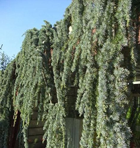 Blaue Hängezeder 60-80cm - Cedrus atlantica