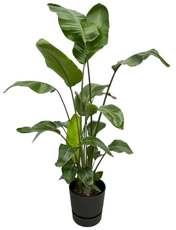 Strelitzia Nicolai incluido Greenville Round negro - 150-160cm - Ø30cm - Planta de interior - Conjunto completo - Planta con maceta