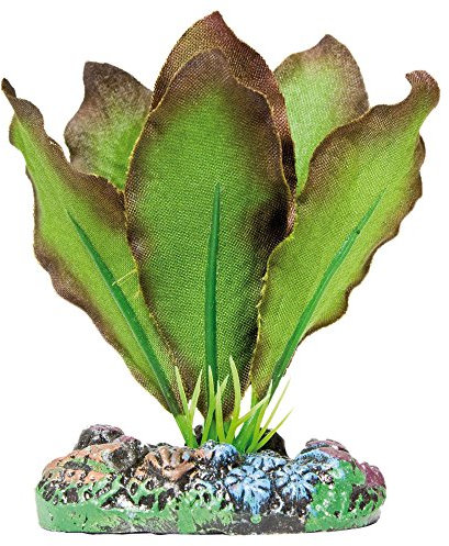 ICA Aquatic Plants AP1102 Planta de Seda Anubia Bordes bronceados para Acuario, 7 Cm