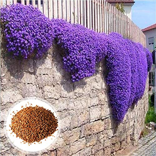 C-LARSS 1 Sac De Graines De Cresson Violet, Résistantes Au Froid Faciles à Planter, Graines D'herbes Accrocheuses Pour Le Jardin/Extérieur Violet Graines d'Aubrieta