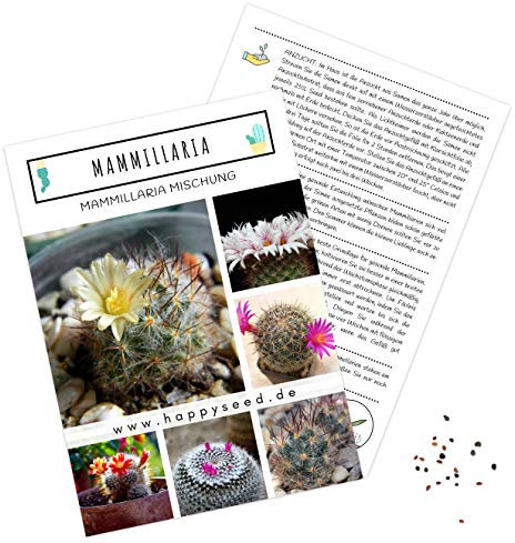 Außergewöhnliche Kakteen Samen mit hoher Keimrate - Sukkulenten Samen Set für deinen eigenen wunderschön blühenden Kaktus (1x Mammillaria)
