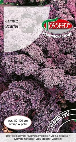 Verdica Semillas de col rizada Scarlet Brassica oleracea, resistentes a las heladas, perfectas para cosecha a finales de otoño e invierno, 120 cm de alto, ideal para ensaladas, alternativa de