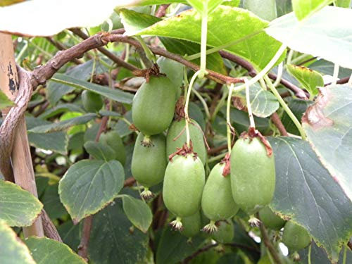Kiwi de Sibérie Issaï (Autofertile) C 3 Litres