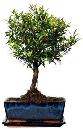 Bonsai Baum mit Keramik Blumentopf - Ligustrum, Ficus, Carmona, Podocarpus, Chinese elm - ca. 6-9 Jahre (20cm Schale ca. 8 Jahre, Syzygium Bonsai P20)