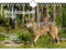 Wolfszauber DIN A5 Wandkalender für 2025 Wolf und Wölfe - Seelenzauber