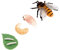 KICHOUSE 1 Satz Bienenwachstumsmodell Lebenszyklus- Kit Für Tiere P?dagogisches Bug- Set Lebenszyklus Von Bienenspielzeug Simulation Bienenmodell Insekt Kleine Tiere Plastik Kleinkind